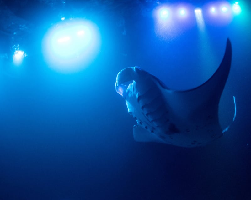 Private Sunset & Manta Ray Night Snorkel Charter in Kona