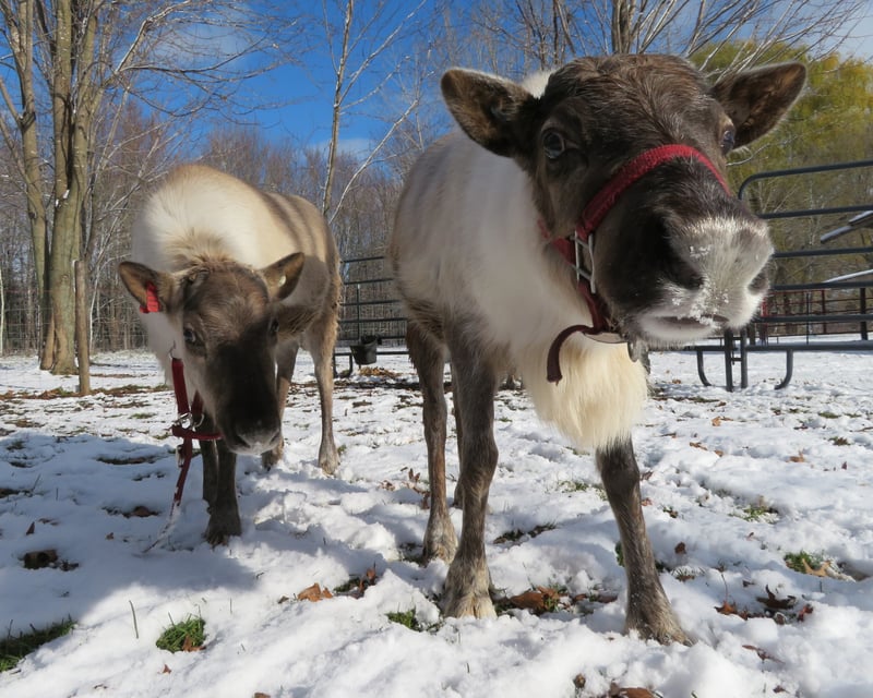 Holiday Reindeer Visit in Shortsville