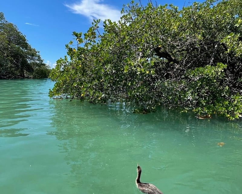 Private Mangrove & Wildlife Boat Tour in Islamorada