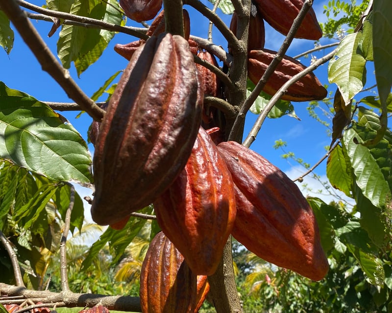 Tree-to-Bar Cacao Farm & Chocolate Factory Tour in Hilo