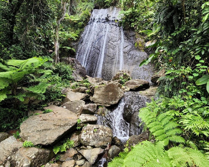 El Yunque Guided Rainforest Tour With River Swim