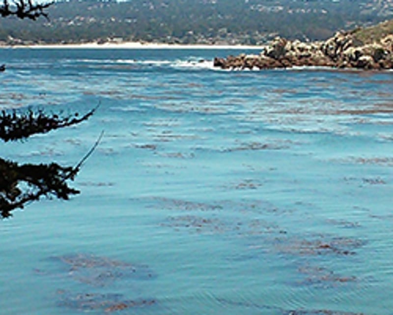 Kelp Forest Scuba Dive & Snorkel Tour at Point Lobos
