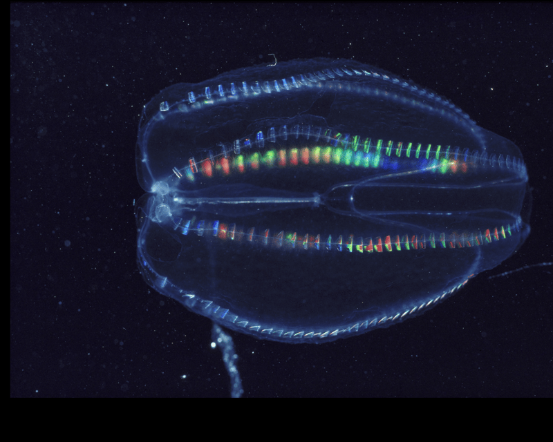 2-Hour Bioluminescence Clear Kayak Tour in Titusville
