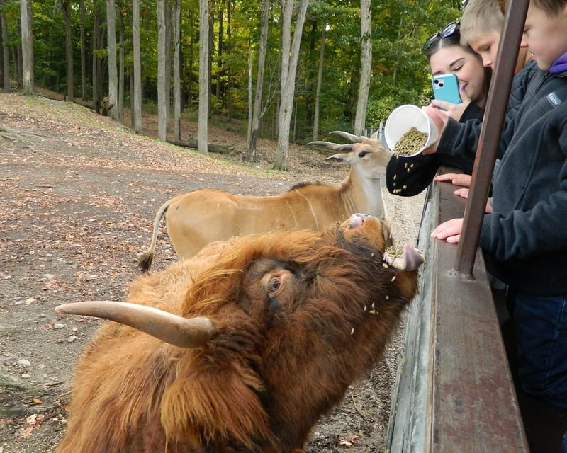 Guided Safari Bus Tour & Small Animal Adventure in Varysburg