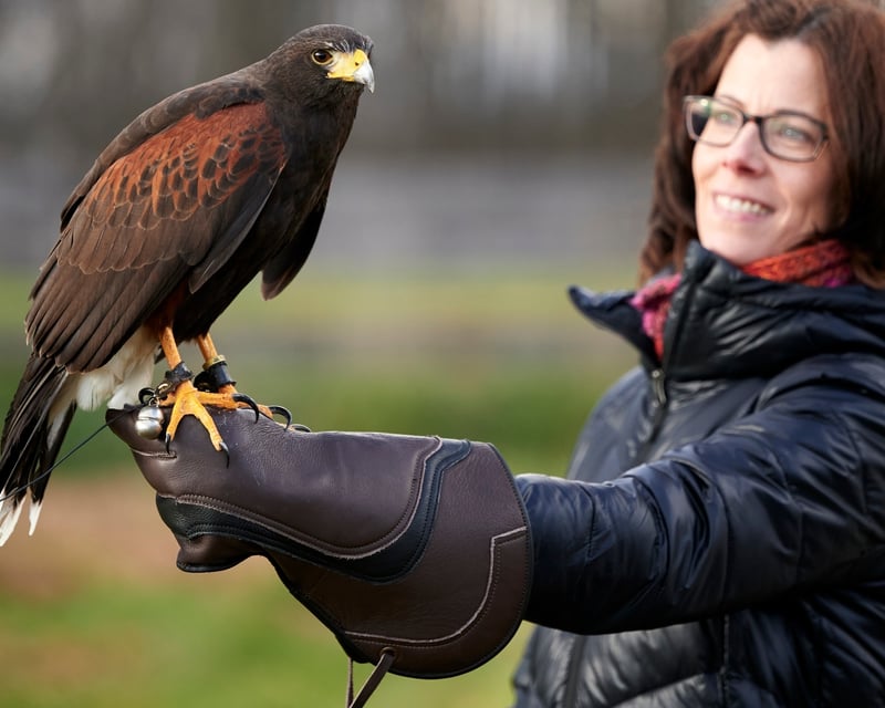 Private Hawk Falconry Experience in Upper Black Eddy, PA