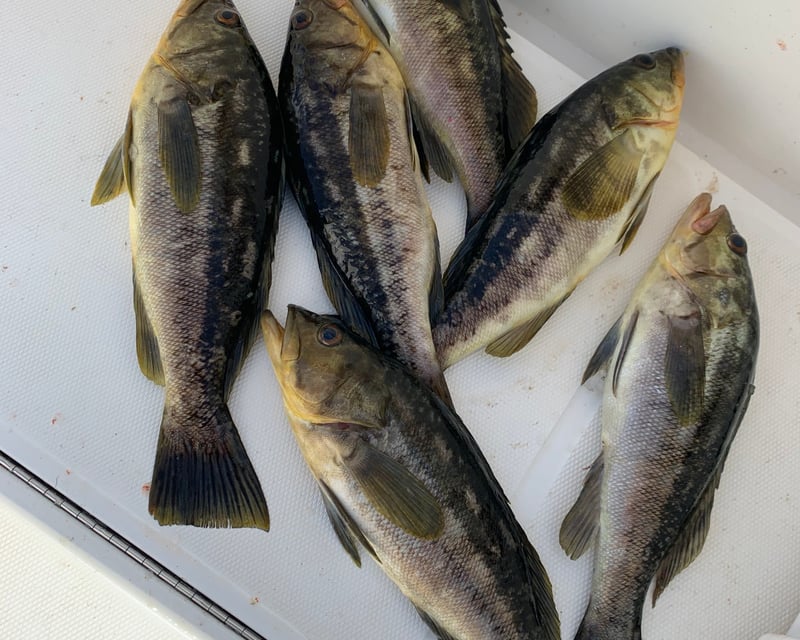 Private Fishing Charter in Dana Point for Bass & Bonito