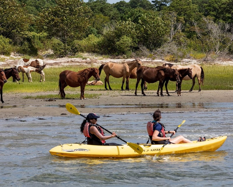 Assateague Wild Pony Kayak Tour from Chincoteague