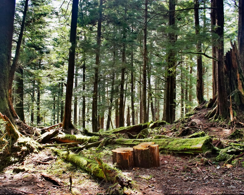 2-Hour Guided Hike in Tongass National Forest