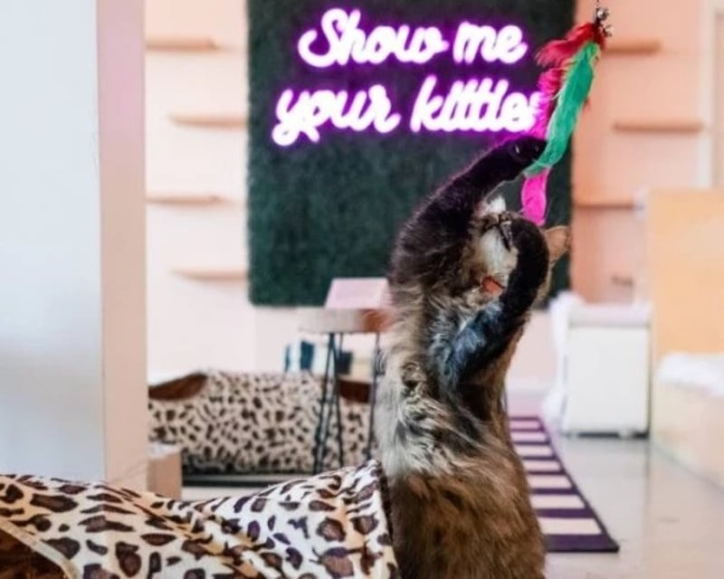 Cat Café Visit with Adoptable Rescue Cats in Bellingham