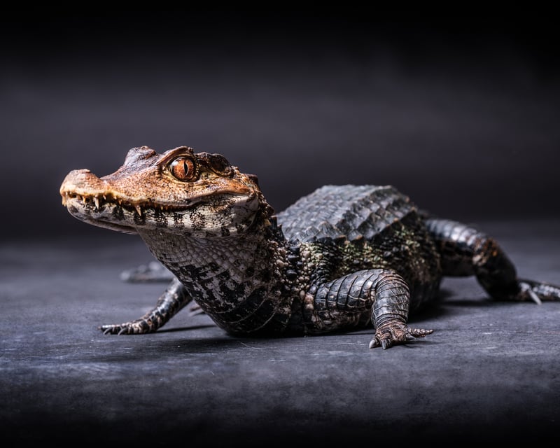Private Reptile Tour & Crocodilian Encounter in Kearns