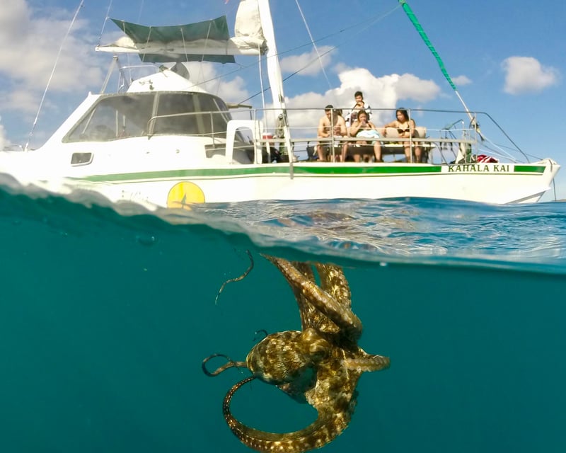 Turtle Canyon Catamaran Snorkel Cruise in Waikiki