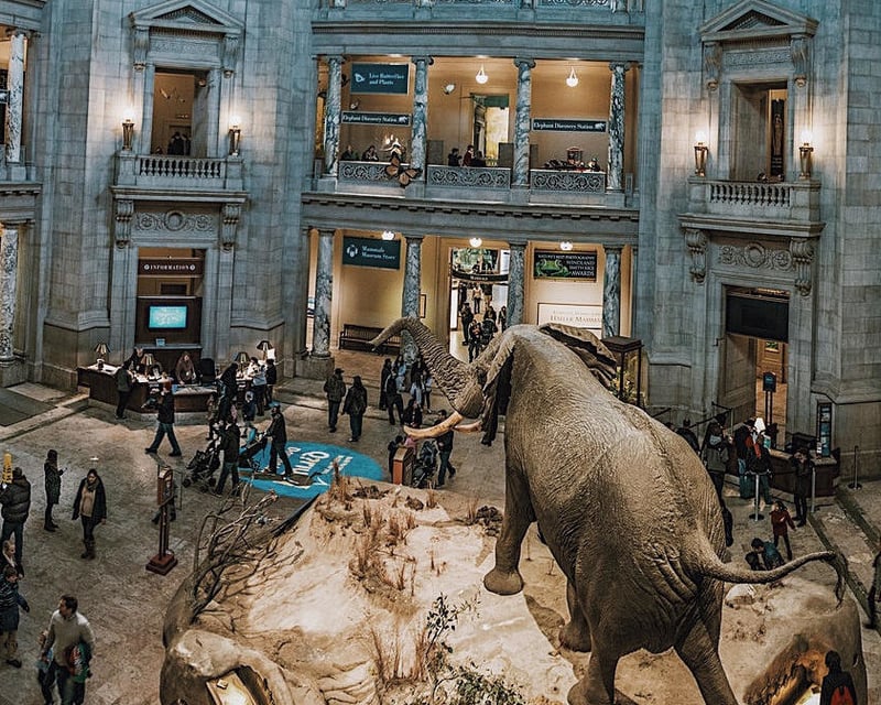 Smithsonian Natural & American History Guided Tour