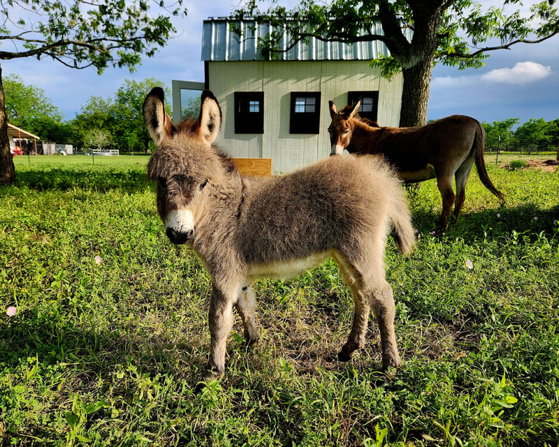 Brookshire Farm Animal Visit