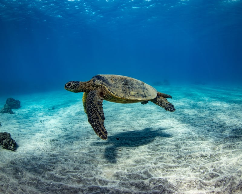 Afternoon Catamaran Snorkel Cruise in Lahaina