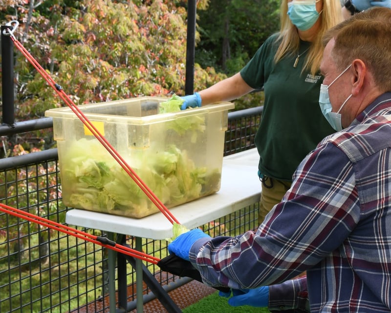 Chimpanzee Feeding Tour in Blue Ridge