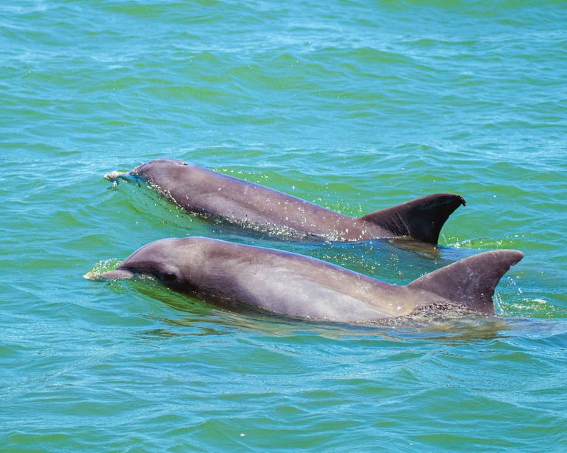 Destin 2-Hour Dolphin Cruise
