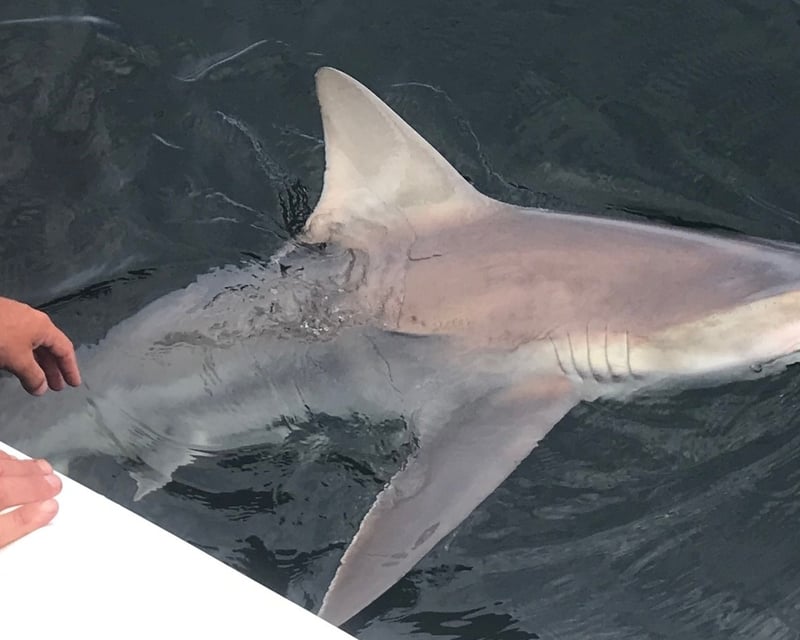 Private Nearshore Shark Fishing Charter in Orange Beach