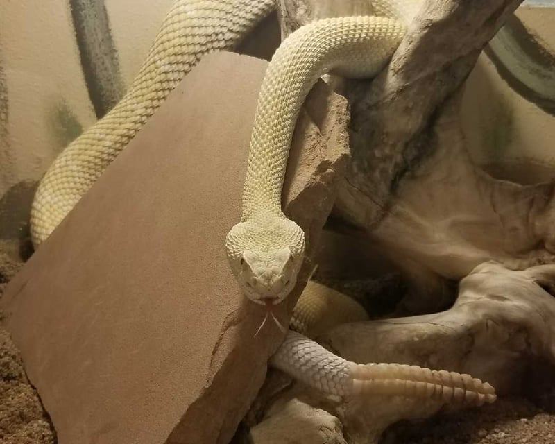 Private Animal Presentation in Prescott