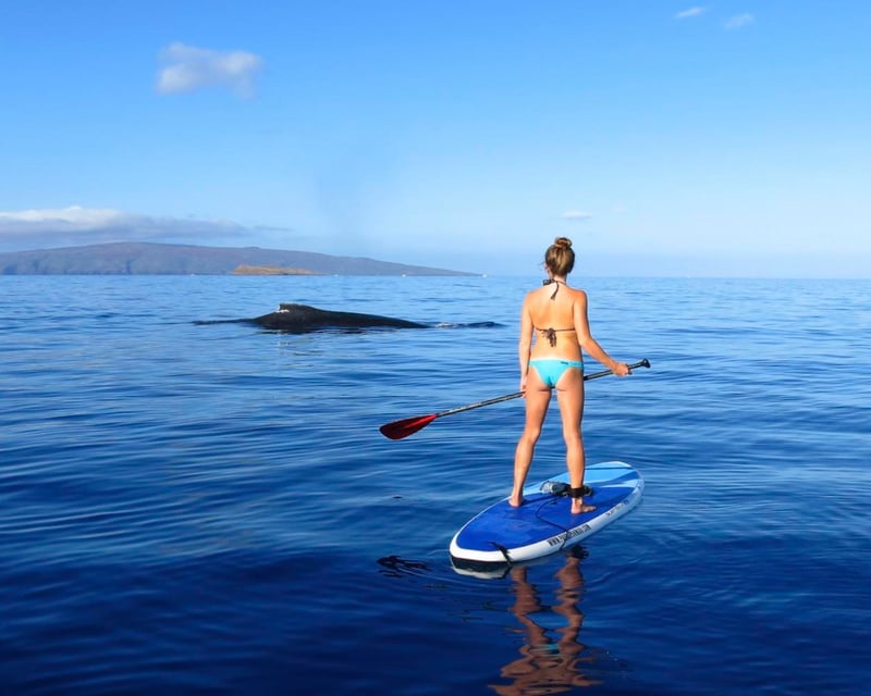 Private Paddleboard Whale Watch