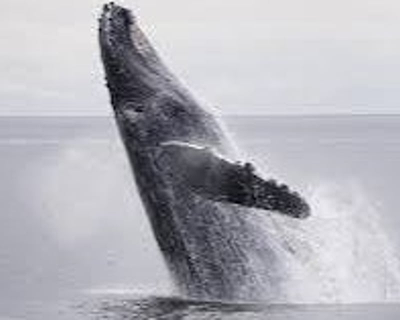 Private 4-Hour Whale Watching Eco Tour in Maine