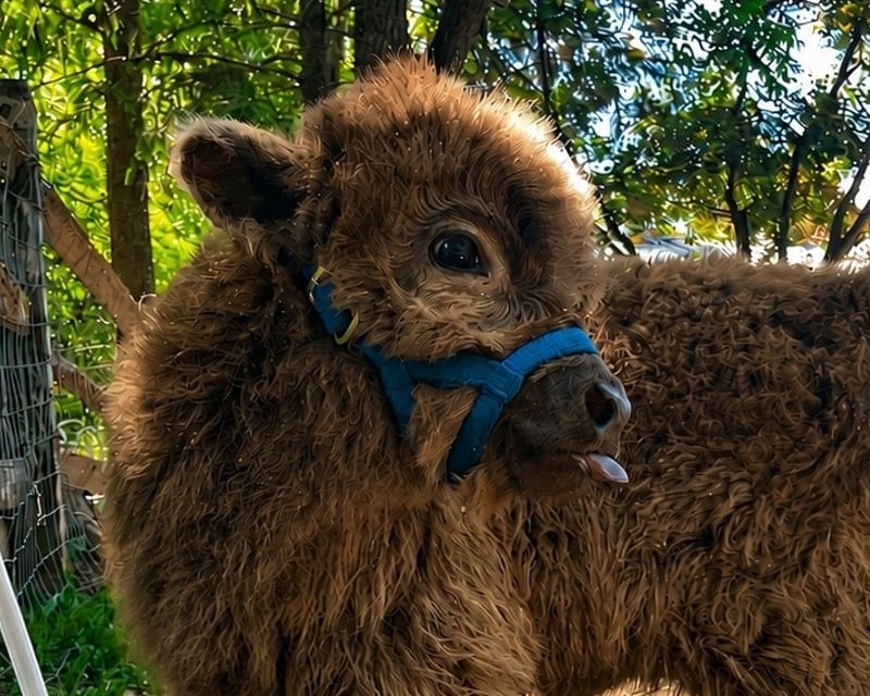 Sunset Mini Highland Cow Cuddling & Campfire in Dresher, PA