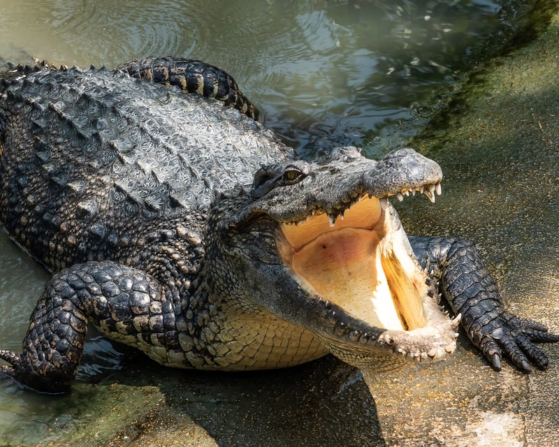 Private Everglades Airboat Tour From Miami