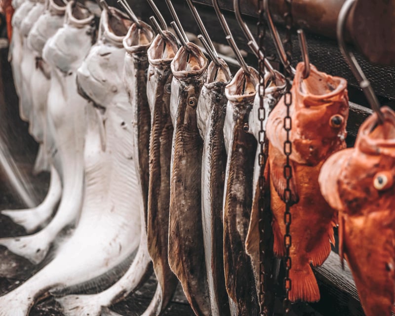 Multi-Species Fishing Charter in Seward
