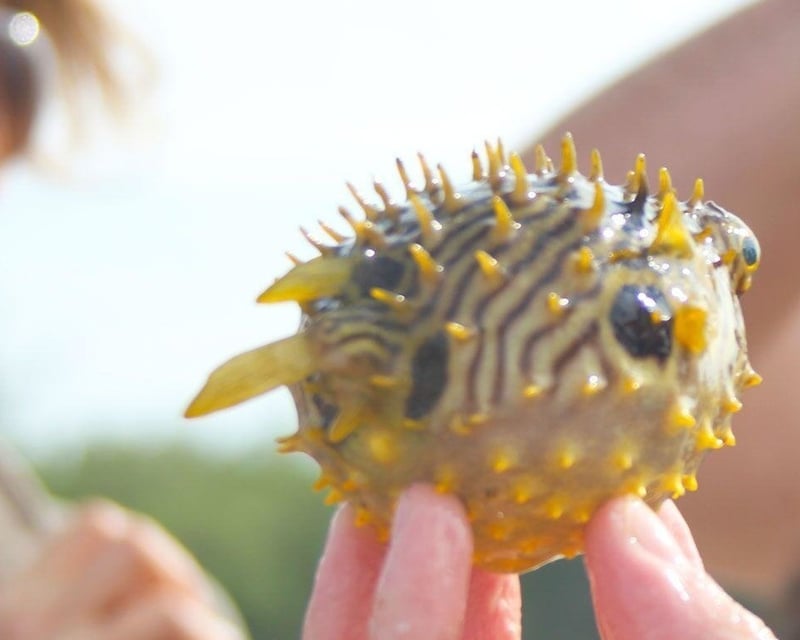 Sea Life Encounter Cruise in Fort Myers Beach