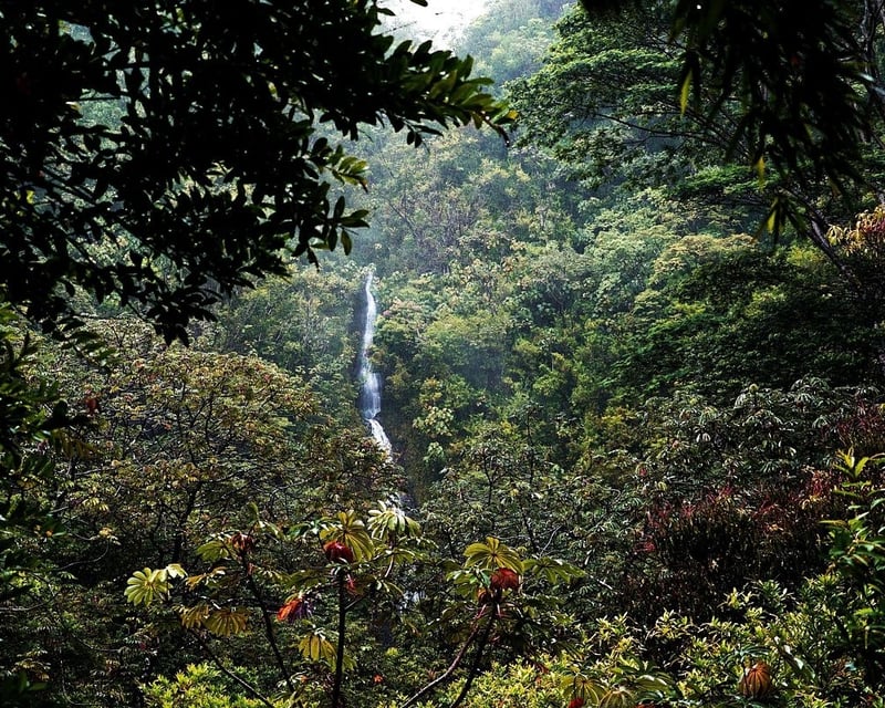 Mānoa Falls Rainforest Hike & Open-Air EV Tour