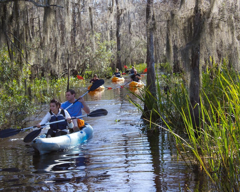 Manchac Swamp Wildlife Kayak Tour Near New Orleans