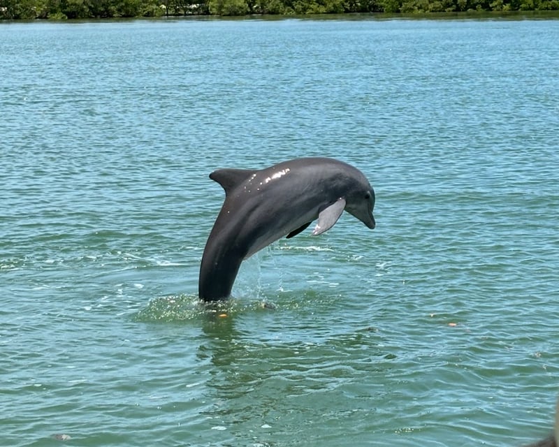 Dolphin Cruise in Fort Myers Beach