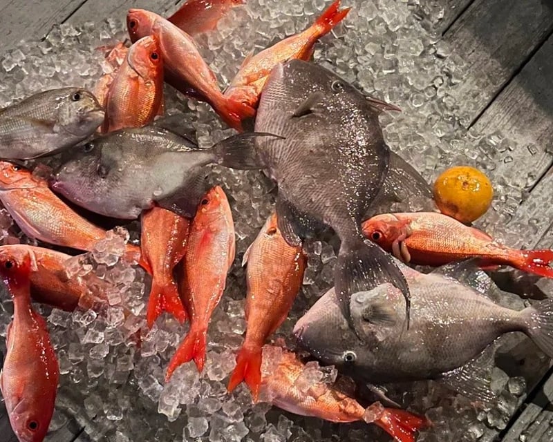 4-Hour Tybee Island Fishing Charter