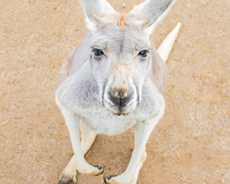 Kangaroo Yoga Class in Agua Dulce