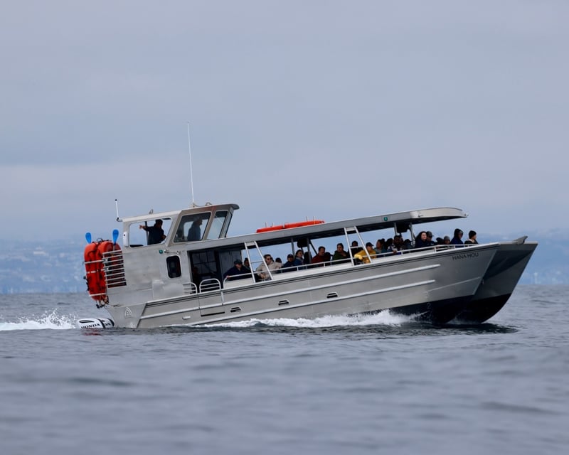 Whale & Dolphin Watching Cruise in San Diego