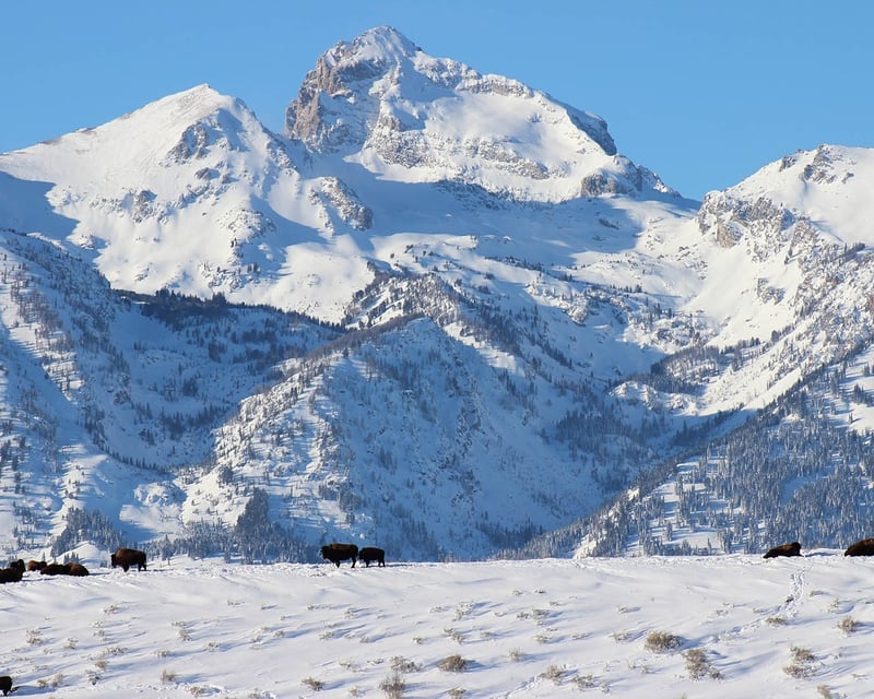 Private Winter Wildlife Tour in Grand Teton