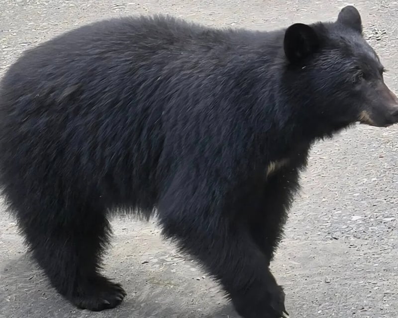 Herring Cove Wildlife & Rainbow Falls Tour in Ketchikan