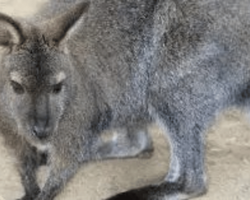 Private Wallaby Feeding Encounter in Bonsall