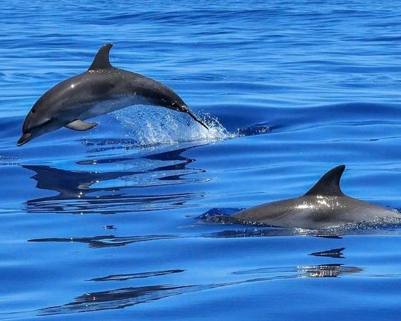Private 3-Hour Shell Key Island Snorkeling Cruise