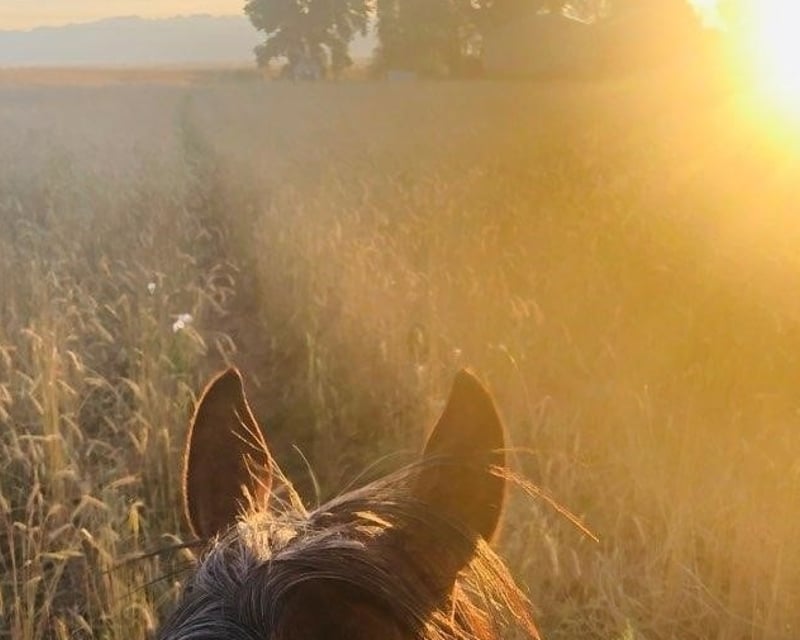 Sunrise Horseback Ride in Milford