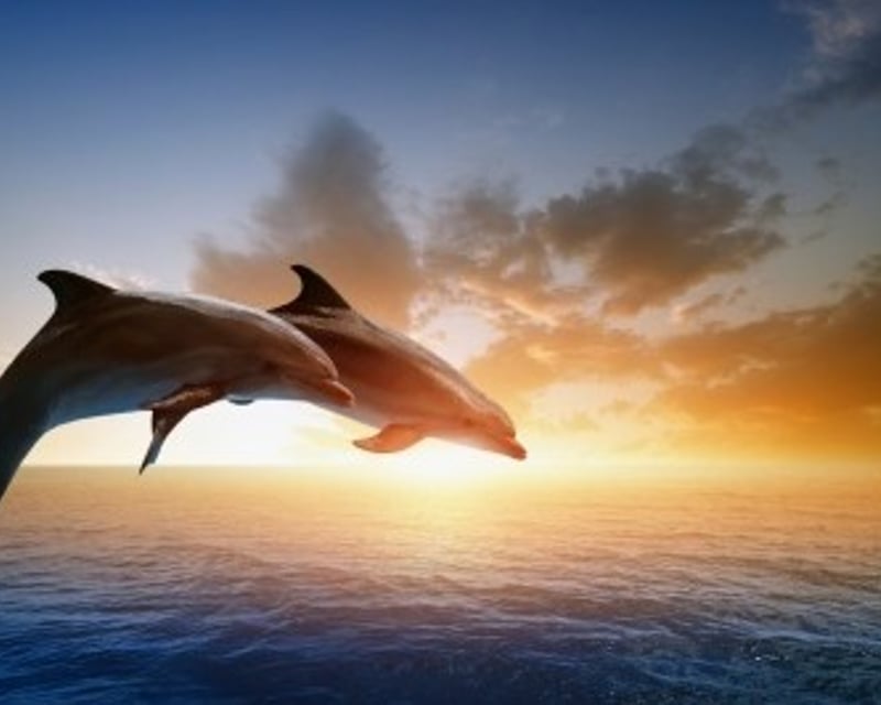 Sunset Dolphin Cruise in Dunedin