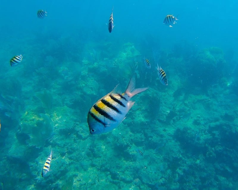 Afternoon Snorkeling Cruise at Florida Keys Reef