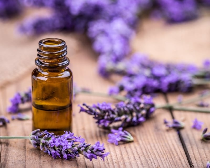 Lavender Distillation Tour in Boyne City