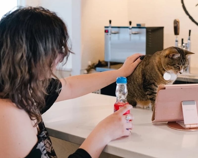 Cat Café Work Session With Rescue Cats in Bellingham