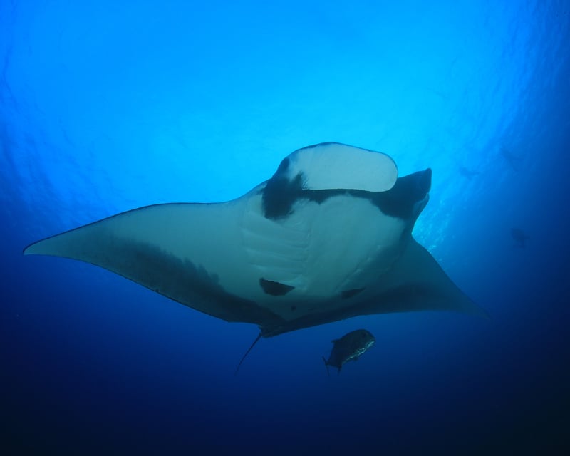 Manta Ray Night Snorkel Tour in Kailua-Kona