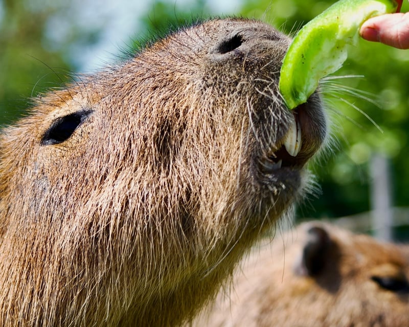 Capybara Encounter in Lamont