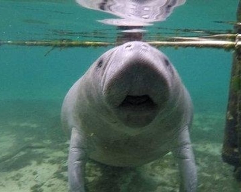 Private Swim with Manatees Tour in Crystal River