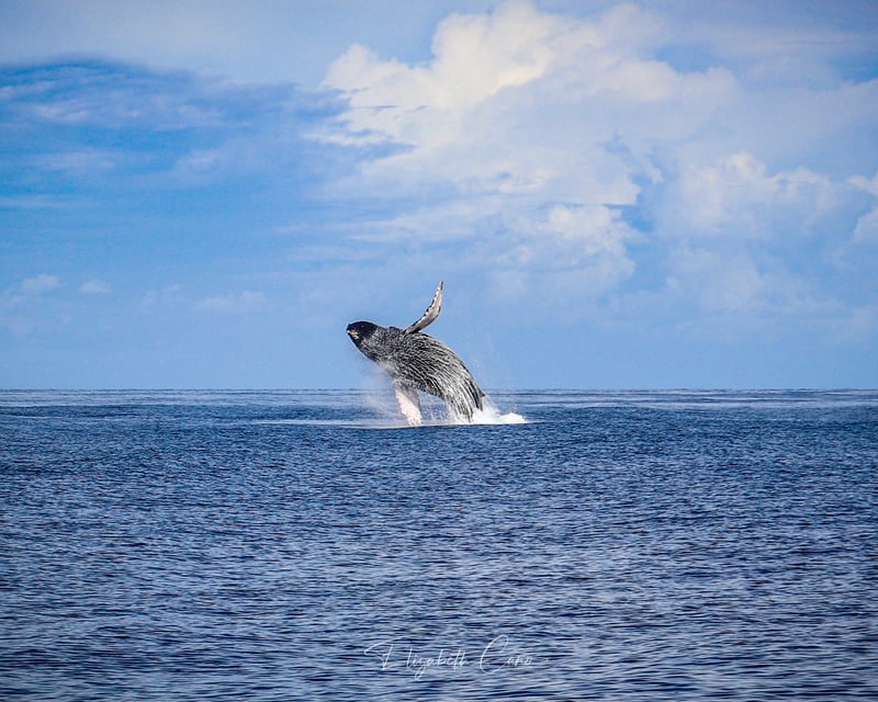 Kohala Coast Whale Watch Cruise