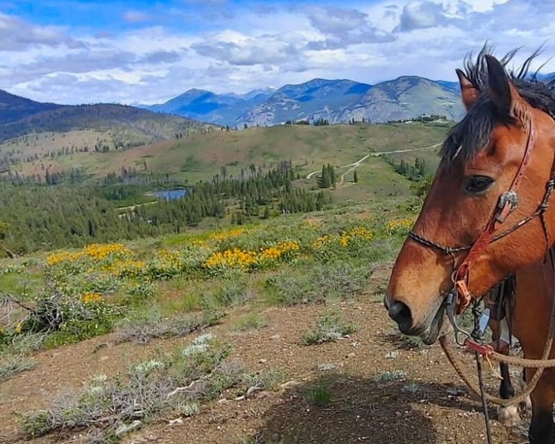 3-Hour Horseback Trail Ride in Winthrop