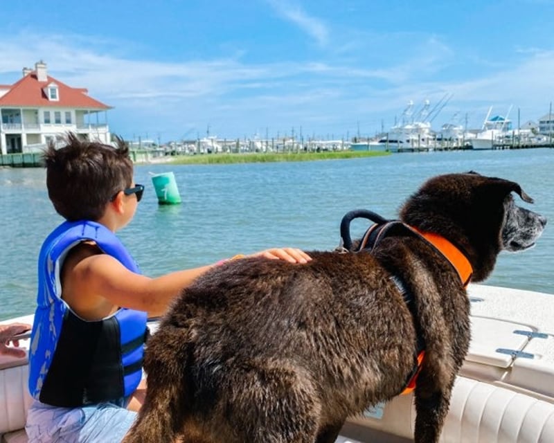 Wild Horse Boat Tour in Atlantic Beach