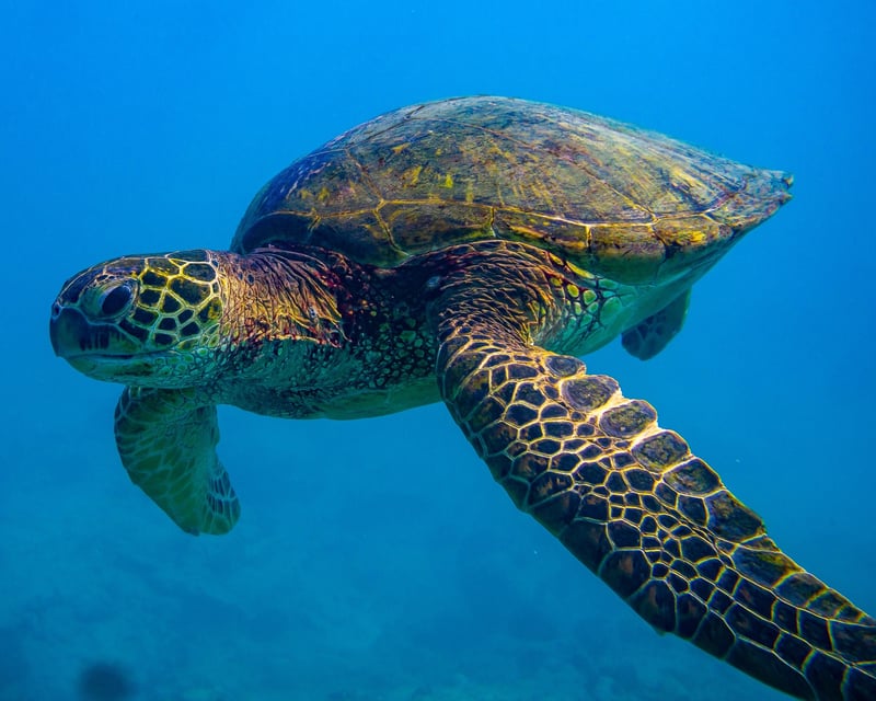 Turtle Snorkeling Boat Trip In Honolulu